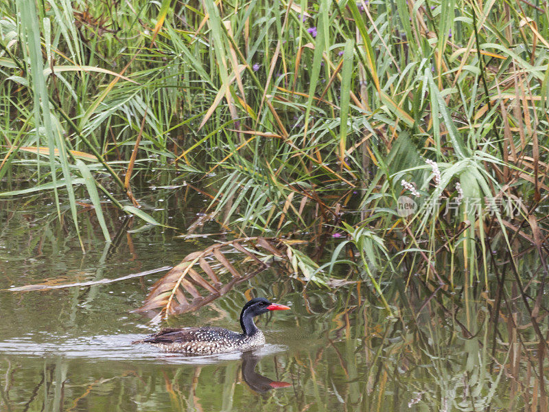 African Finfoot, Podica senegalensis, Zambezi River, Livingstone, Zambia